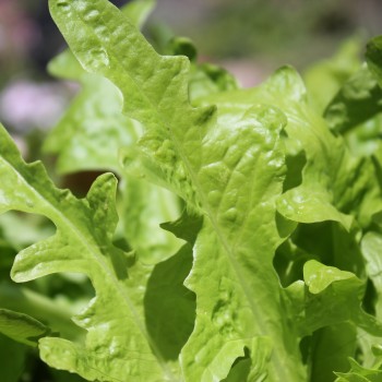 Salat Green Oakleaf (Samen)