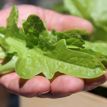 Salat Green Oakleaf (Samen)
