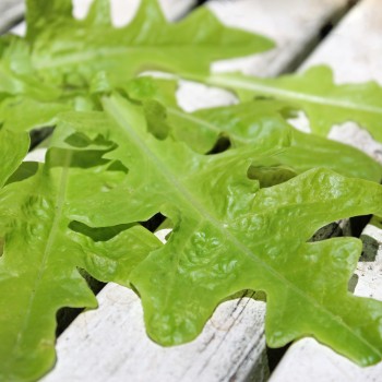 Salat Green Oakleaf (Samen)