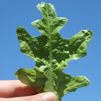 Salat Green Oakleaf (Samen)