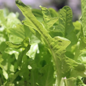 Salat Green Oakleaf (Samen)