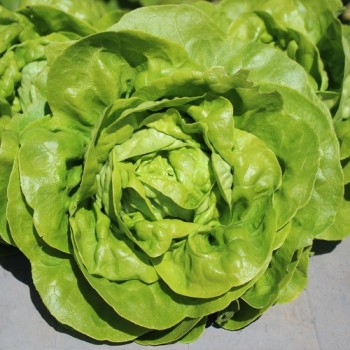 Salat Gustav’s Salad (Samen)