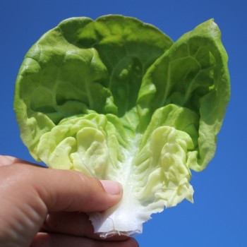 Salat Gustav’s Salad (Samen)