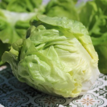 Salat Gustav’s Salad (Samen)