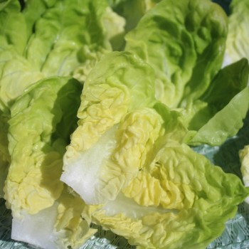 Salat Gustav’s Salad (Samen)