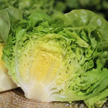 Salat Gustav’s Salad (Samen)