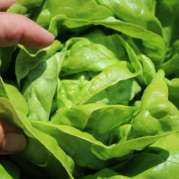 Salat Gustav’s Salad (Samen)