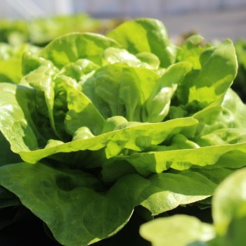 Salat Gustav’s Salad (Samen)