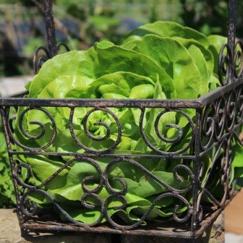 Salat Gustav’s Salad (Samen)