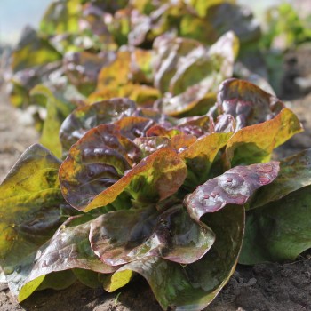 Salat Jugoslawischer Roter Butterkopf (Samen)