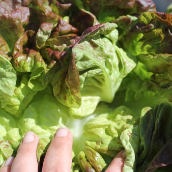 Salat Jugoslawischer Roter Butterkopf (Samen)