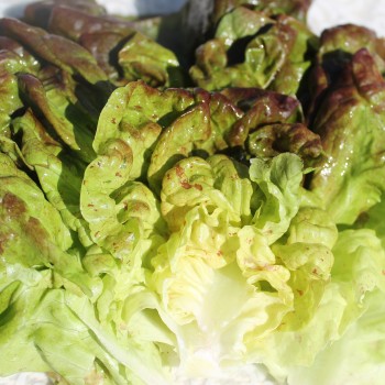 Salat Jugoslawischer Roter Butterkopf (Samen)