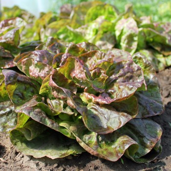 Salat Jugoslawischer Roter Butterkopf (Samen)