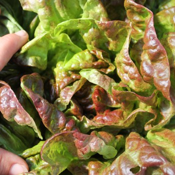 Salat Jugoslawischer Roter Butterkopf (Samen)