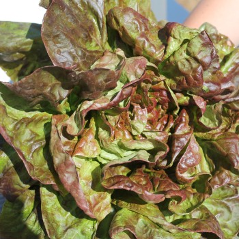 Salat Jugoslawischer Roter Butterkopf (Samen)