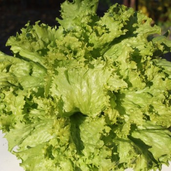 Eisbergsalat Krolowa Lata (Samen)