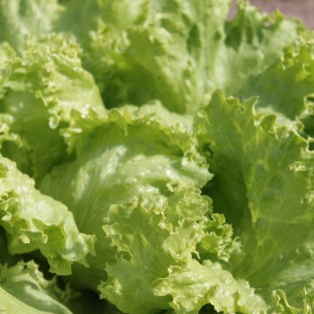Eisbergsalat Krolowa Lata (Samen)