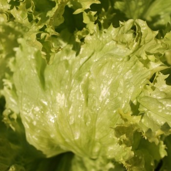 Eisbergsalat Krolowa Lata (Samen)