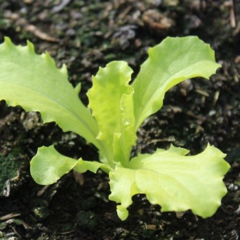 Eisbergsalat Krolowa Lata (Samen)