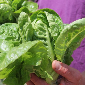 Salat Little Gem (Samen)