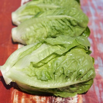 Salat Little Gem (Samen)