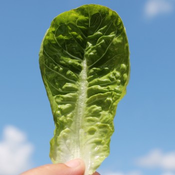 Salat Little Gem (Samen)
