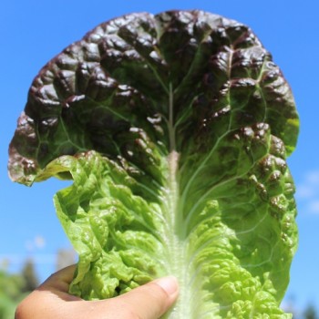 Salat Little Leprechaun (Samen)