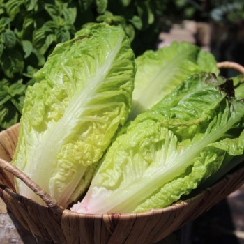 Salat Little Leprechaun (Samen)