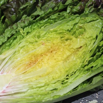 Salat Little Leprechaun (Samen)