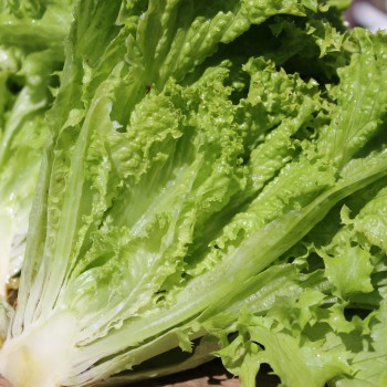 Salat Lollo Bionda (Samen)