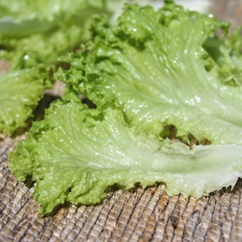 Salat Lollo Bionda (Samen)