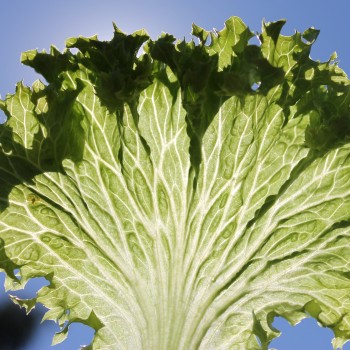 Salat Lollo Bionda (Samen)