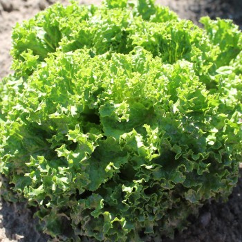 Salat Lollo Bionda (Samen)