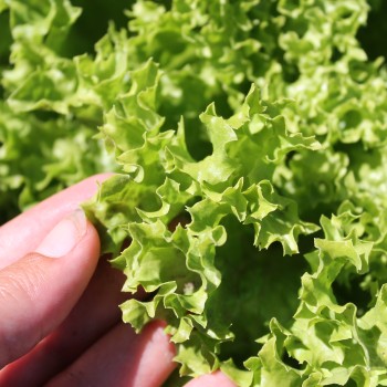 Salat Lollo Bionda (Samen)