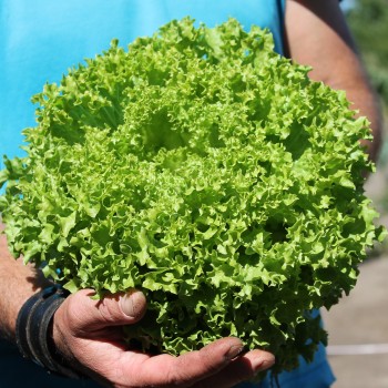 Salat Lollo Bionda (Samen)