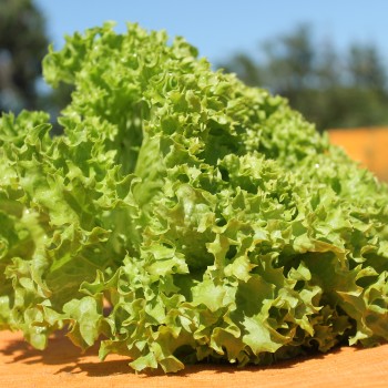 Salat Lollo Bionda (Samen)