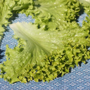 Salat Lollo Bionda (Samen)