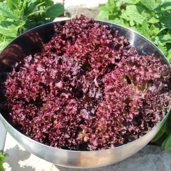 Salat Lollo Rosso (Samen)