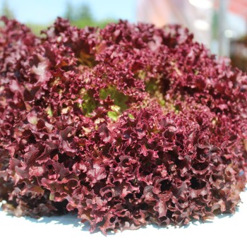 Salat Lollo Rosso (Samen)