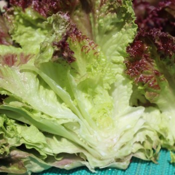Salat Lollo Rosso (Samen)