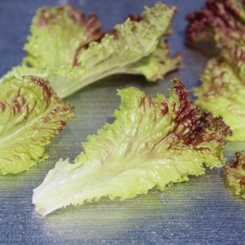Salat Lollo Rosso (Samen)