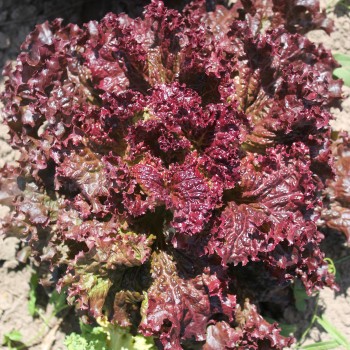 Salat Lollo Rosso (Samen)