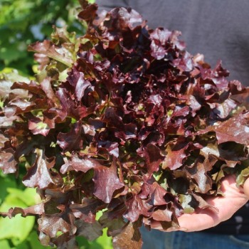 Salat Mascara (Samen)