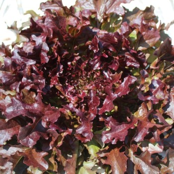 Salat Mascara (Samen)