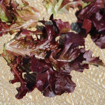 Salat Mascara (Samen)