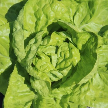 Salat Meraviglia d’Inverno (Wintersalat) (Samen)