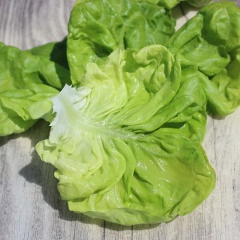 Salat Meraviglia d’Inverno (Wintersalat) (Samen)