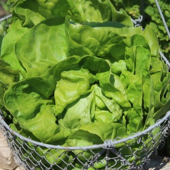 Salat Meraviglia d’Inverno (Wintersalat) (Samen)