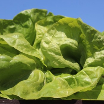 Salat Meraviglia d’Inverno (Wintersalat) (Samen)