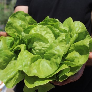 Salat Meraviglia d’Inverno (Wintersalat) (Samen)